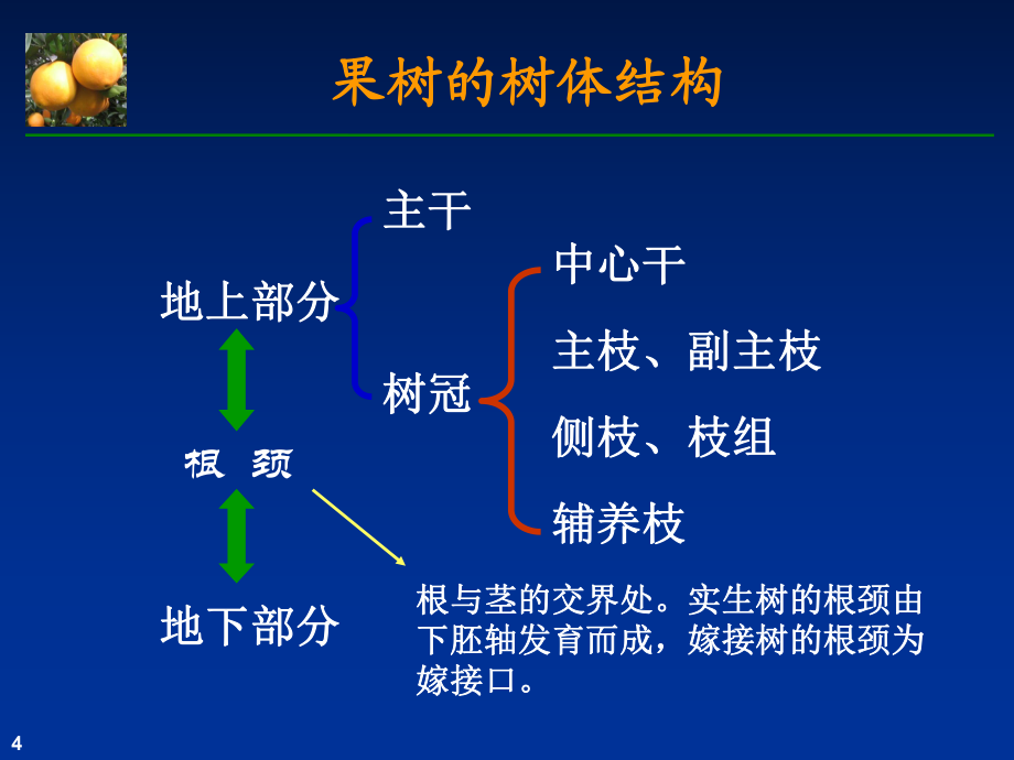 第三章 果树器官生长发育_第4页