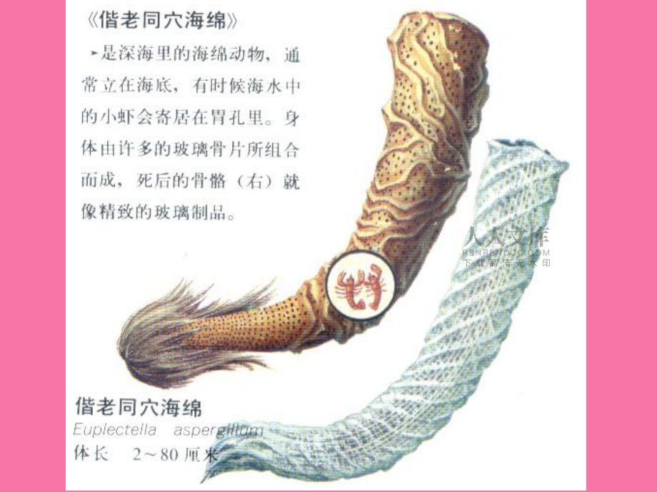 多孔动物门ljy师大ppt课件_第2页