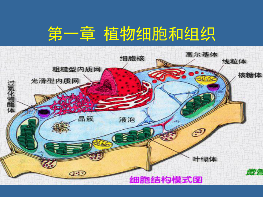植物學(xué)上冊,第一章植物細(xì)胞與組織_第2頁