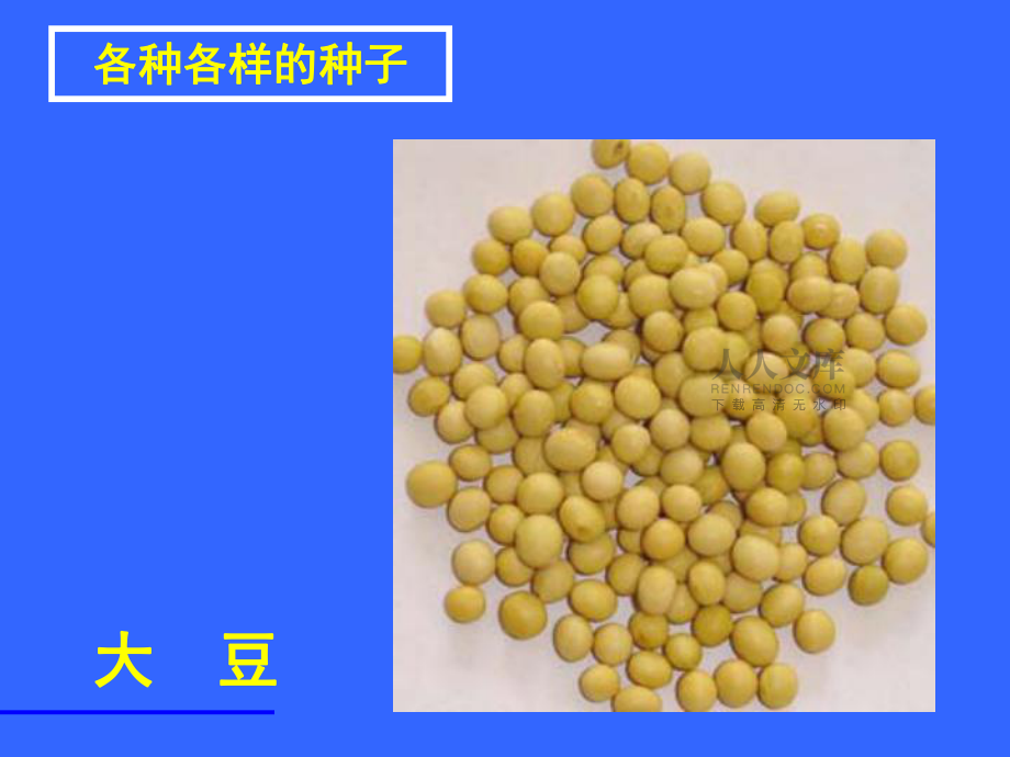 观察种子结构_第2页