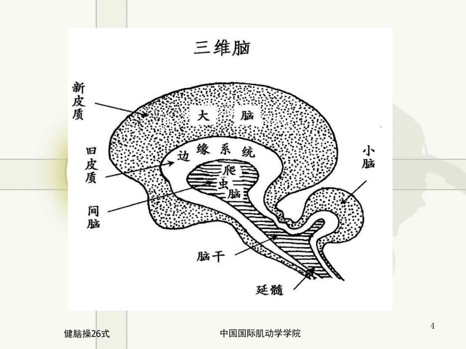 健脑操26式(课堂PPT)_第4页