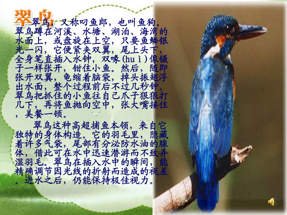 三年級語文下冊5_翠鳥ppt_第2頁