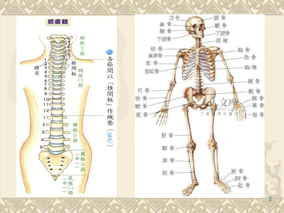肩頸專業(yè)知識ppt課件_第2頁
