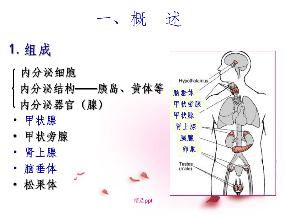 生理学第11章内分泌系统_第3页