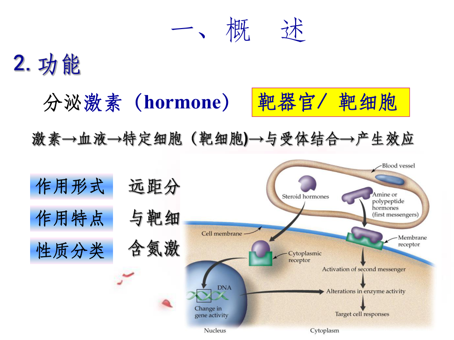 生理学第11章内分泌系统_第4页