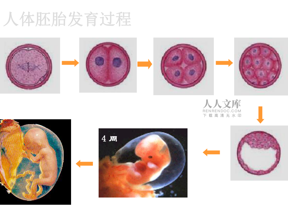 第六章 第二节 细胞的分化(市级公开课)_第2页
