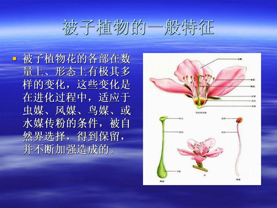 被子植物的特征分类原则ppt课件_第4页