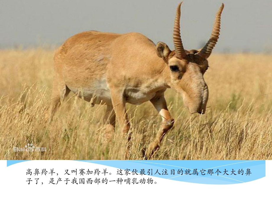 盘点十大神奇的哺乳动物_第2页