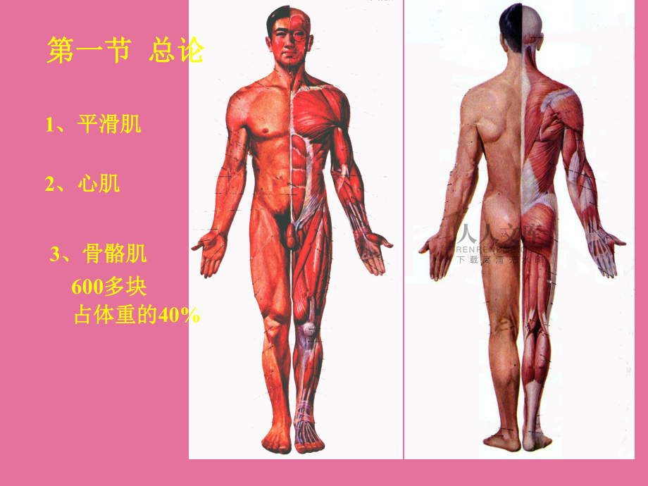 骨骼分析ppt课件_第2页