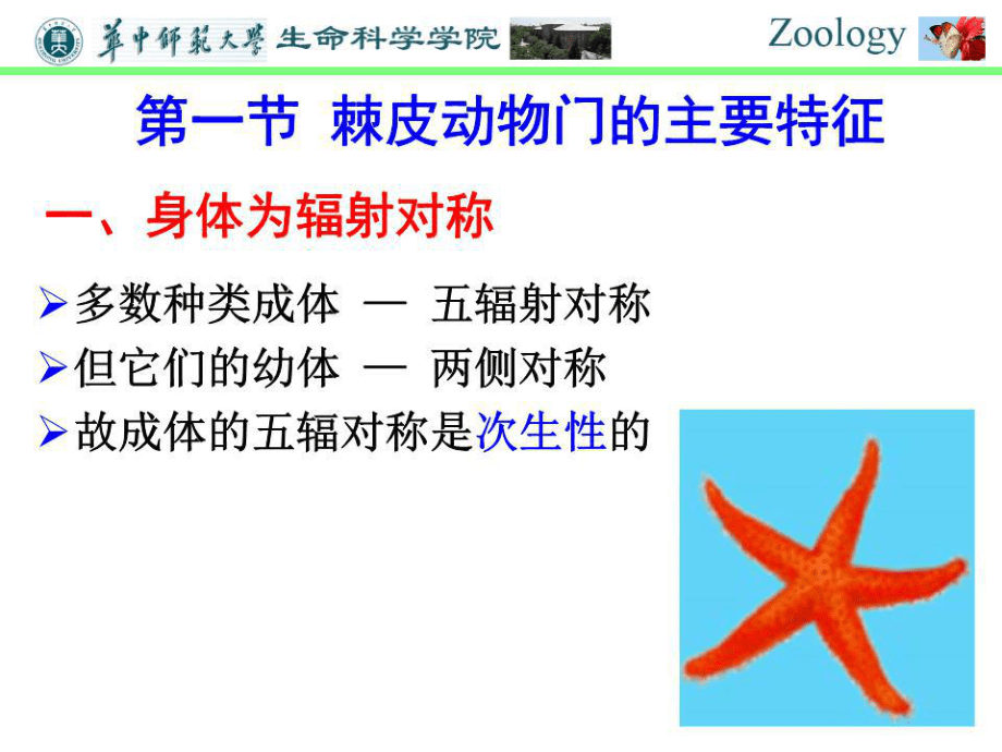 普通動物學-第十一章-棘皮動物門.ppt_第2頁