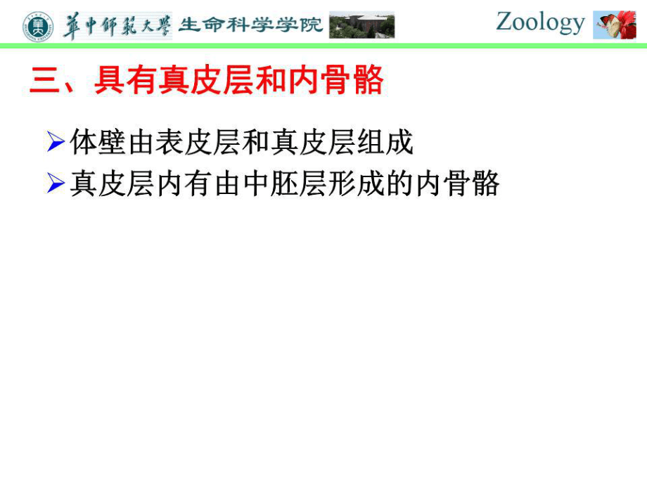 普通動物學-第十一章-棘皮動物門.ppt_第4頁