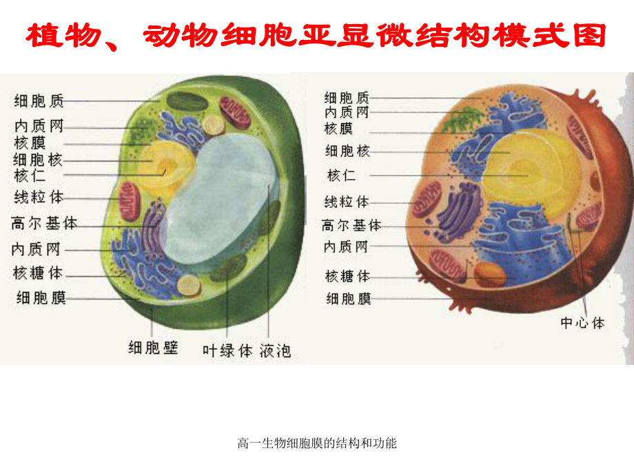 高一生物细胞膜的结构和功能课件_第3页