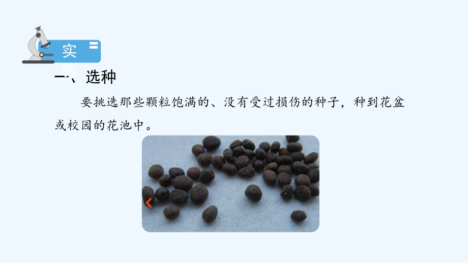 新教科版小學科學四年級下冊教學課件 1.2《種植鳳仙花》_第3頁