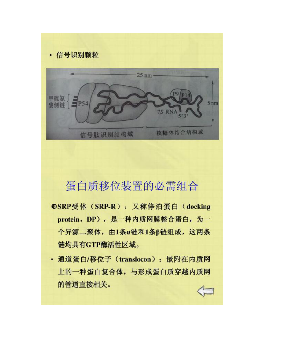 蛋白质的转运和加工-_第4页