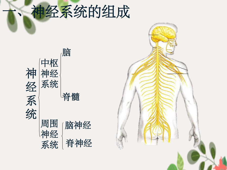 七年级生物下册 4.6.2 神经系统的组成 新人教版_第3页