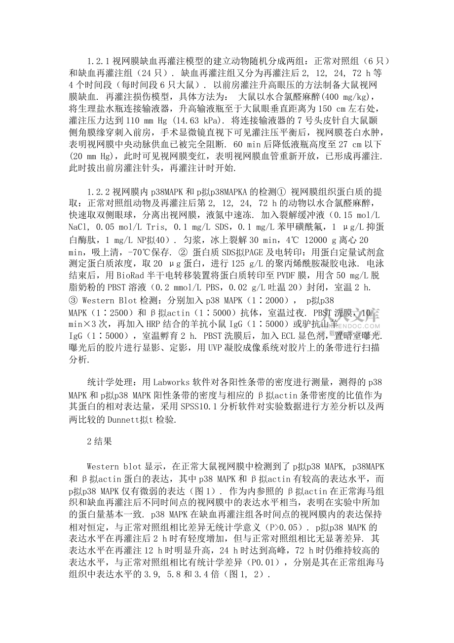 p38絲裂原活化蛋白激酶在大鼠視網(wǎng)膜缺血再灌注損傷后的磷酸化及其意義(一)_第2頁