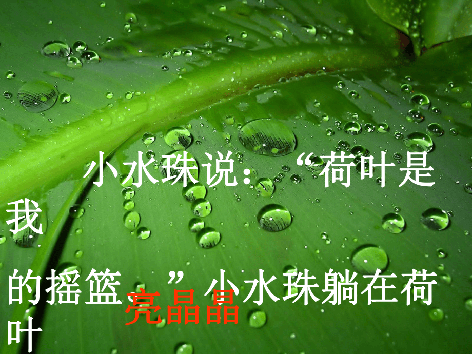 《荷葉圓圓》課件_第5頁