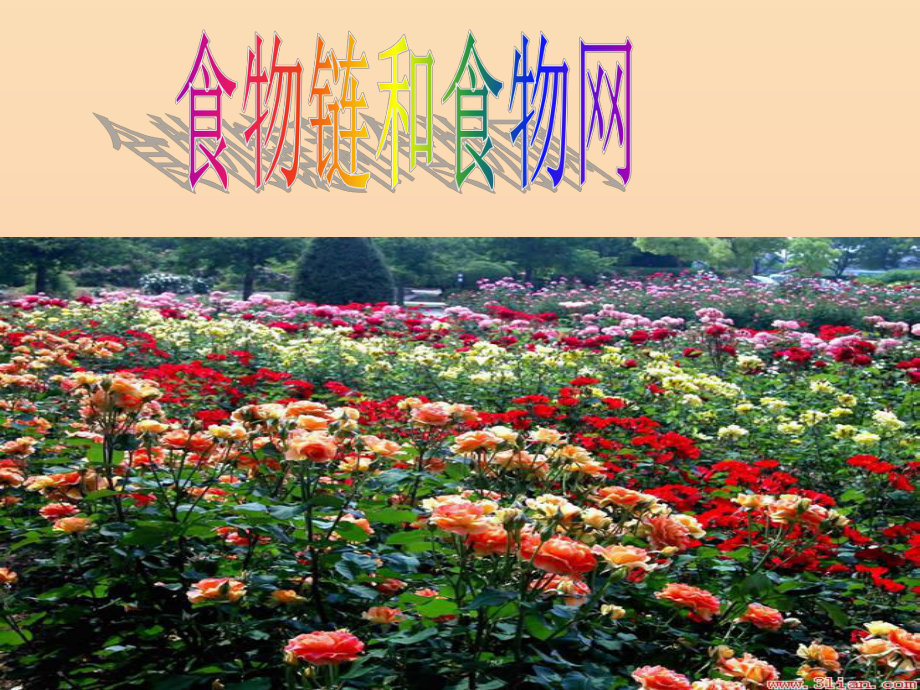 201X年五年级科学上册1.5食物链和食物网课件3教科版_第1页
