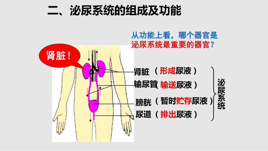 尿的形成與排出上課_第4頁