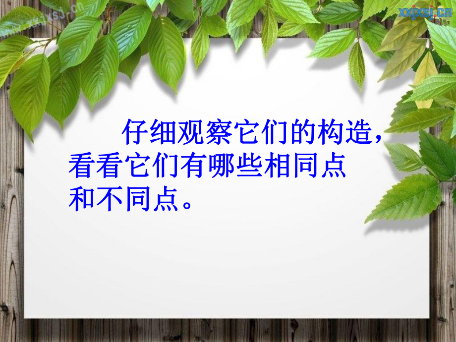 四年级下册科学_各种各样的花_第3页