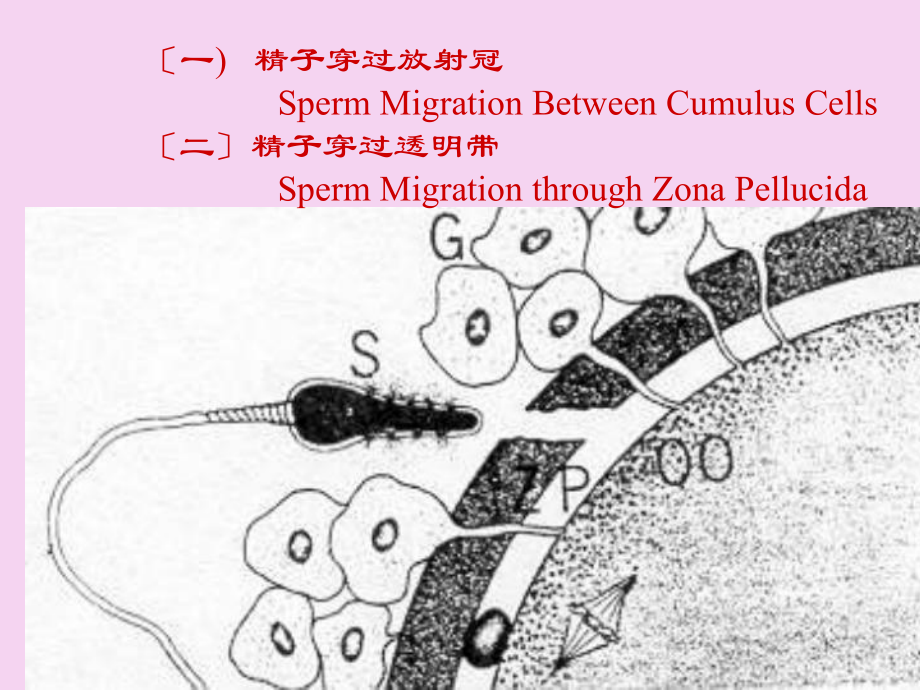 家畜繁殖學(xué)第5章 受精妊娠和分娩3ppt課件_第3頁(yè)