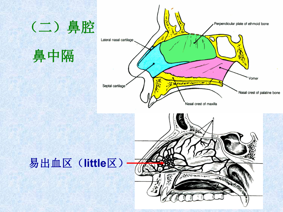 人体解剖学之呼吸系统课件_第5页