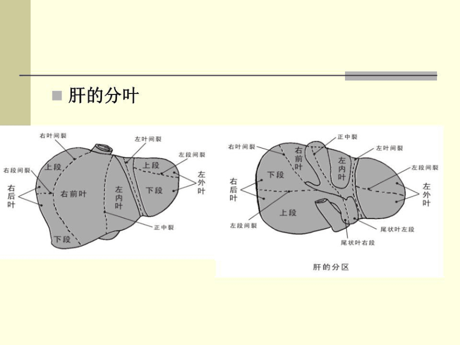 《肝脏疾病外科治疗》PPT课件.ppt_第5页
