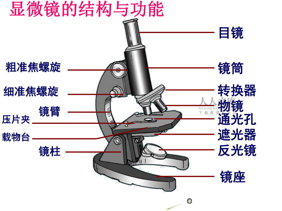 C1.2細胞的多樣性和統一性_第2頁