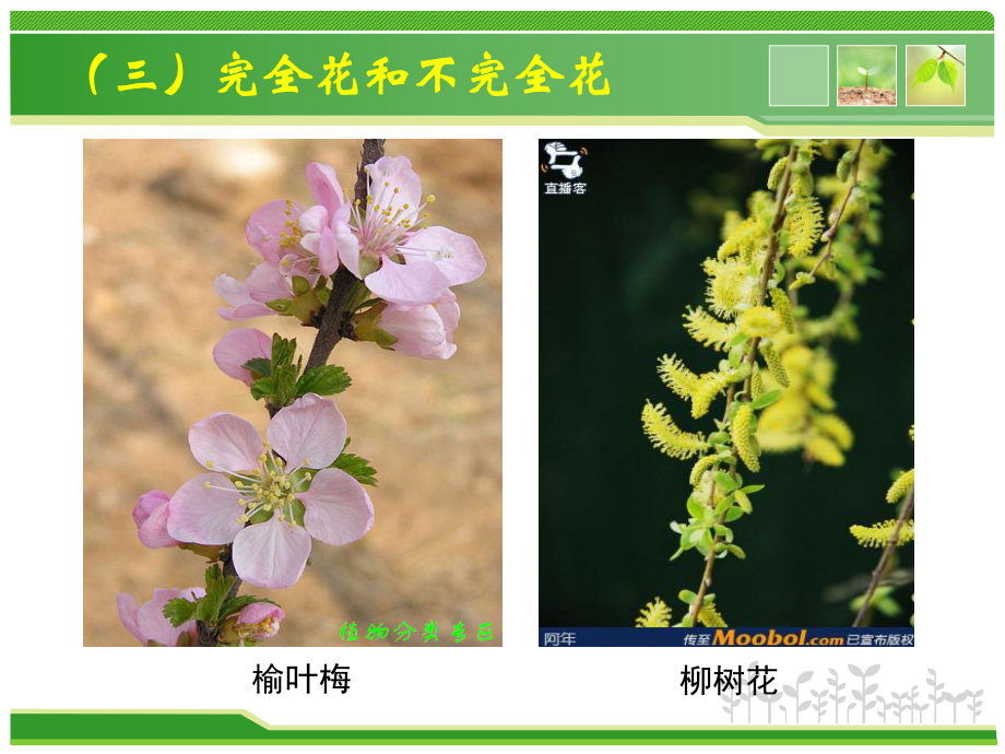 植物生殖器官-花_第4页