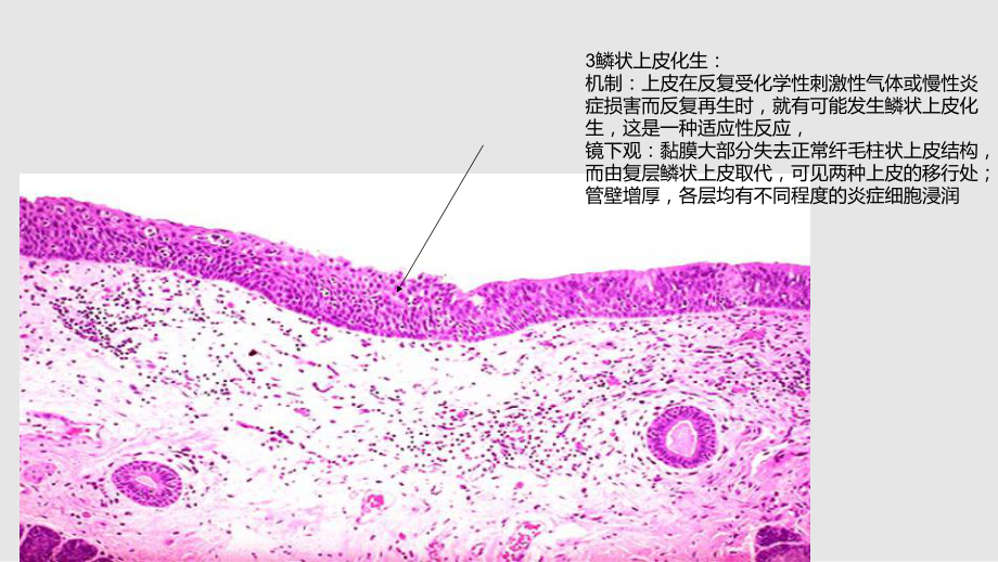 病理实验考试新_第3页