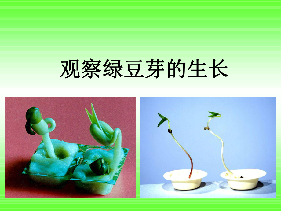 《观察绿豆芽的生长》教学课件2_第1页