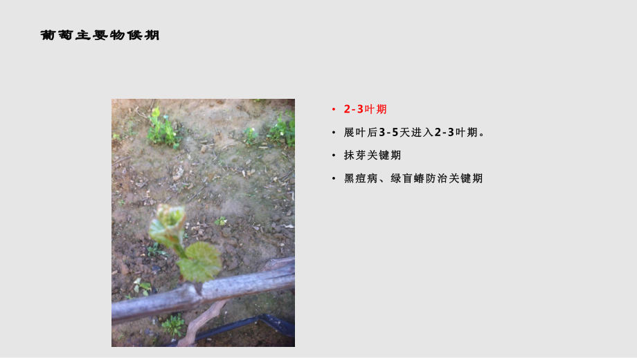 葡萄萌芽期至花前管理技術要點_第5頁