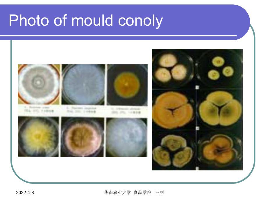 第七章_真菌及罐头食品的检验_第5页
