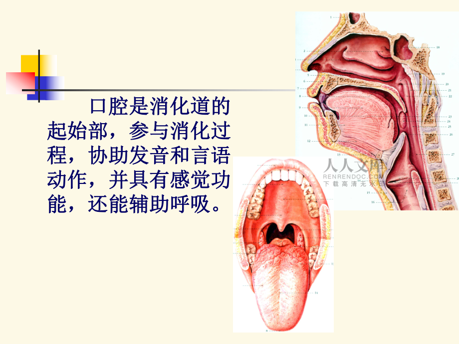 口腔面颈部局部解剖学_第2页