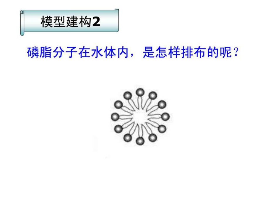 生物42生物膜的流动镶嵌模型-ppt课件_第5页