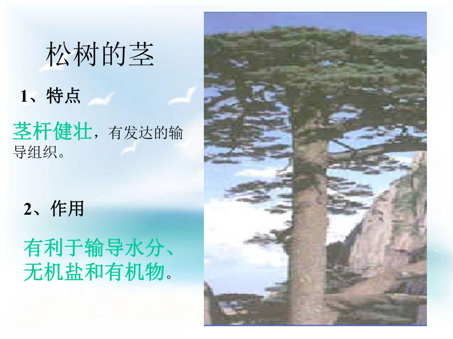 《裸子植物》參考課件1_第5頁