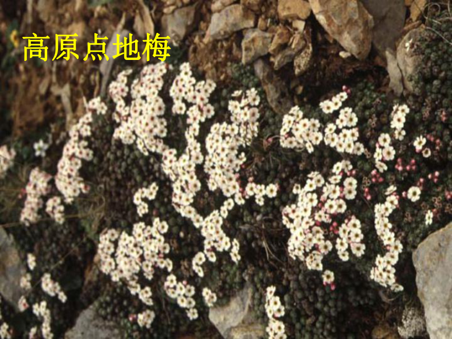 六年级语文上册《烂漫的点地梅》课件_第4页