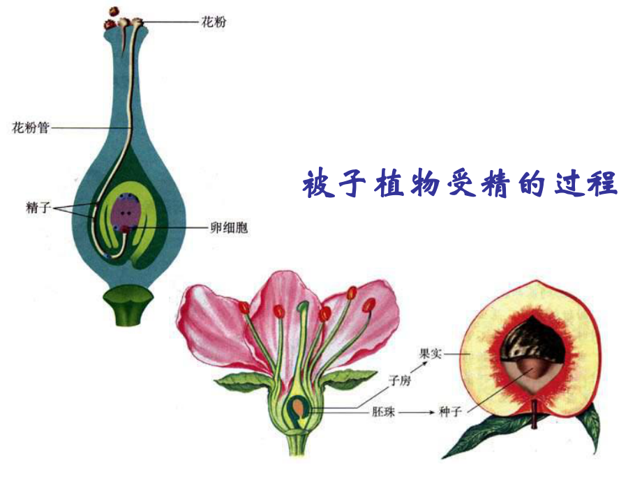 七年级生物下册第四单元第一章第二节《人的生殖》课件_第2页