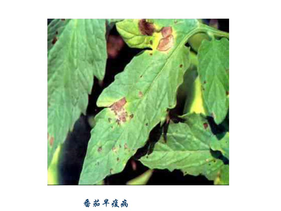 茄子辣椒常见病害_第4页