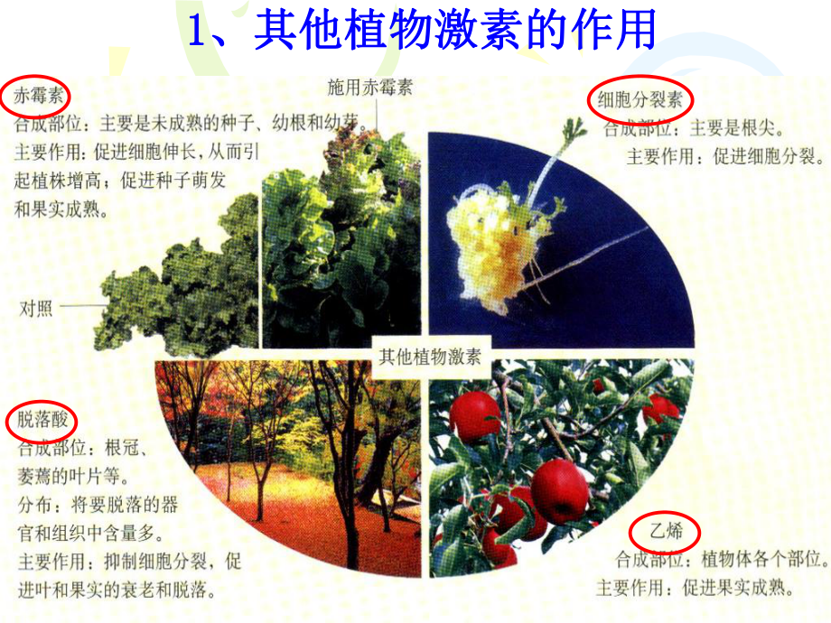 高三生物必修三植物激素_第4頁