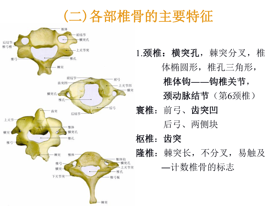系统解剖学:躯干骨_第4页