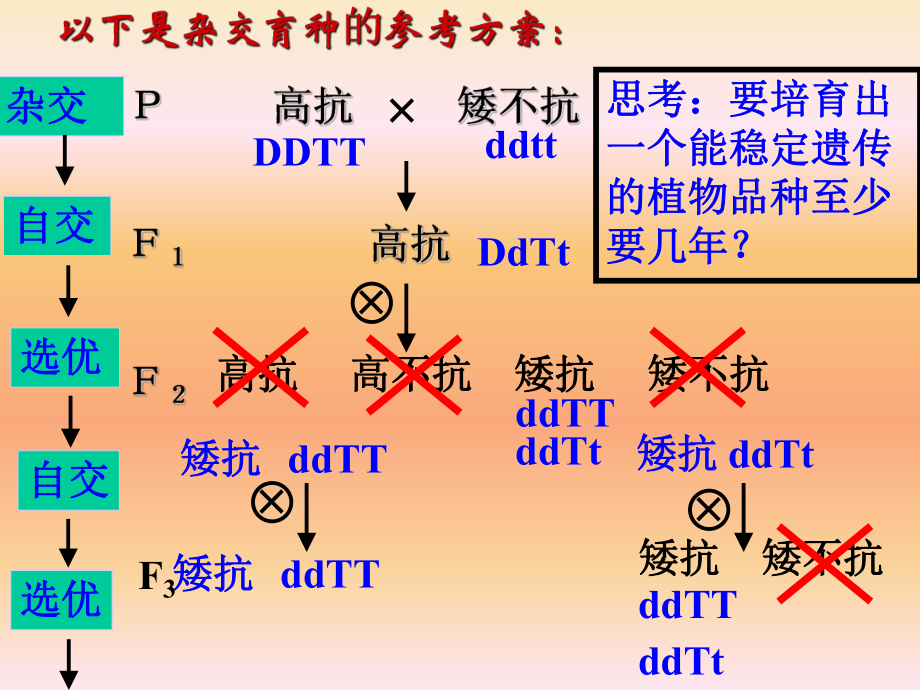 高中生物必修二杂交育种和诱变育种课件_第4页