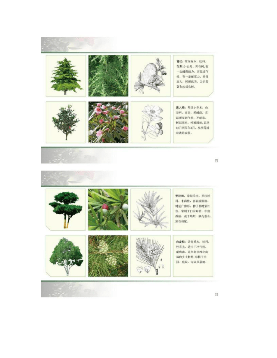 (精品)园林景观常用植物图例及文注_第5页