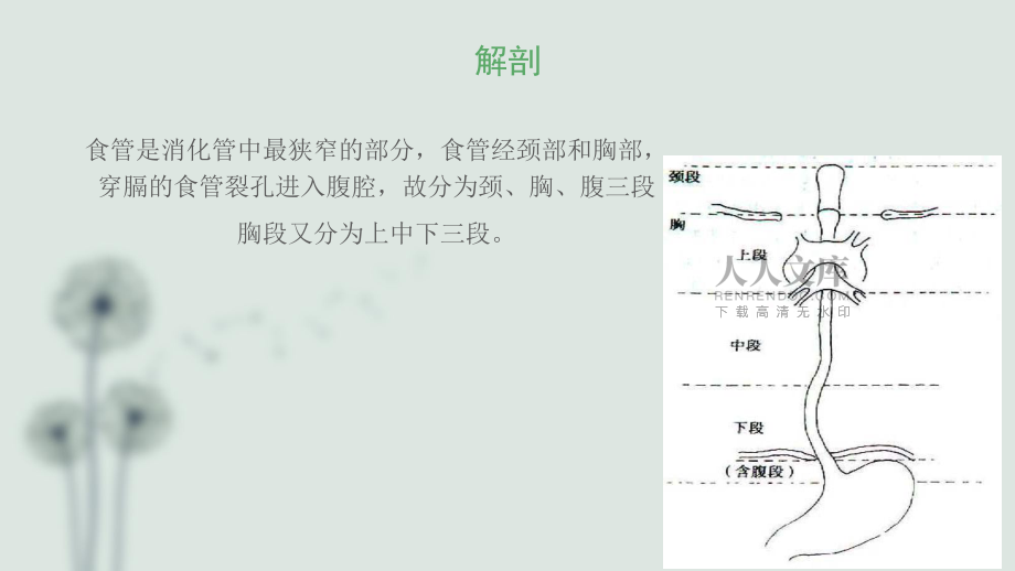 食管癌的护理查房(1)电子教案_第2页