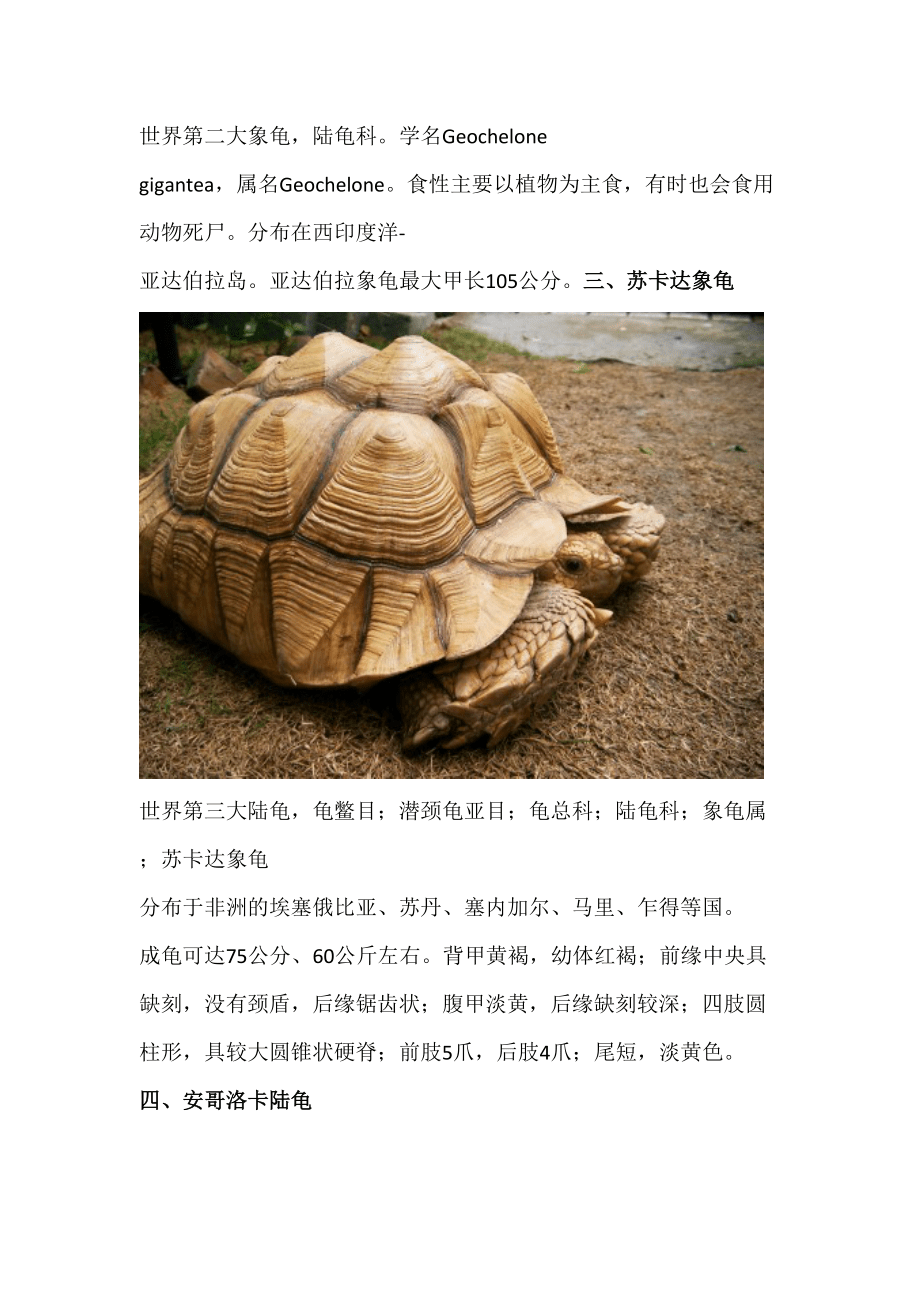 八個(gè)品種陸龜成年大圖_第3頁