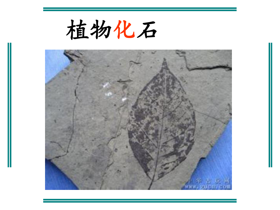 辽宁语文课件三年级第十五单元第11课语文-活化石_第5页
