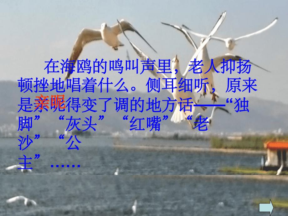 人教版小学语文《老人与海鸥》_第5页