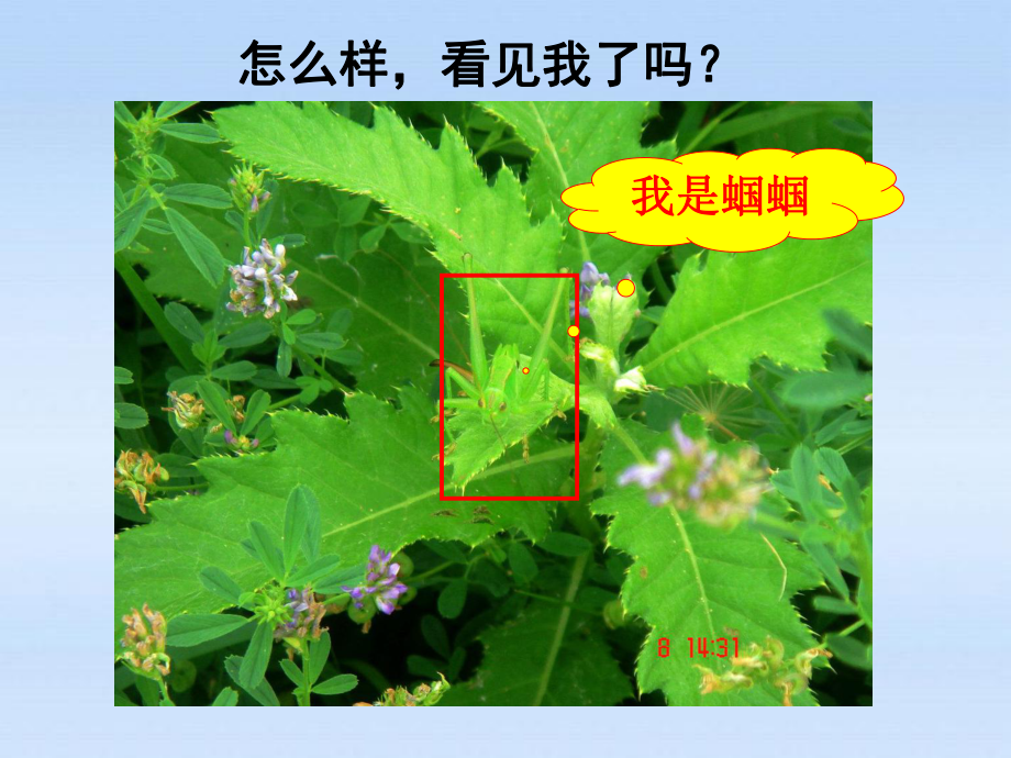 七年级生物上册 生物对环境的适应与作用课件 济南版_第5页