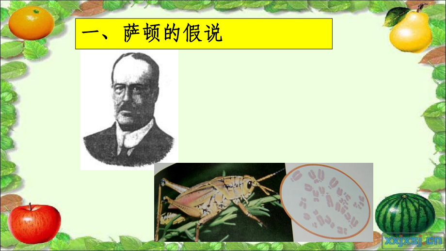 湖南省茶陵县高中生物第二章2.2.基因在染色体上新人教版必修_第3页