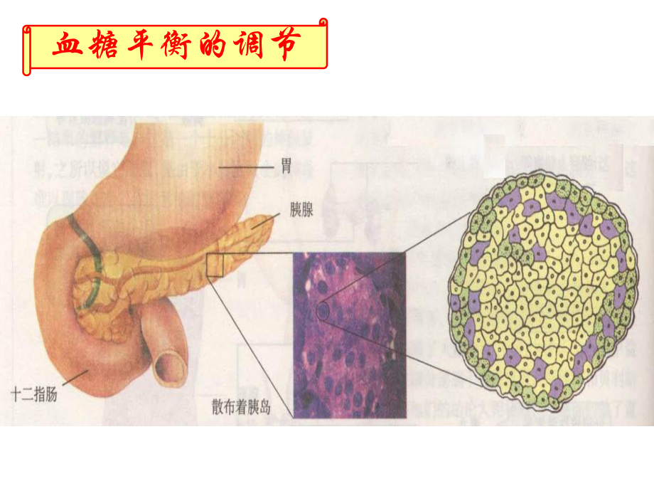 激素调节实例_第4页